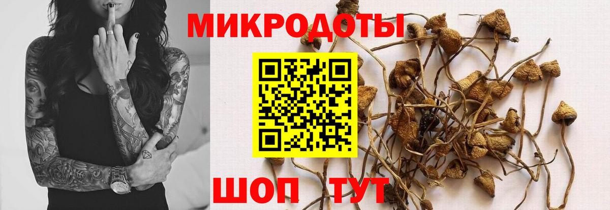 Псилоцибиновые грибы Psilocybe Топки